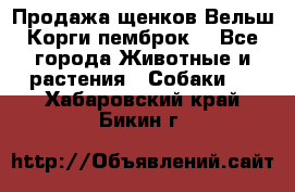 Продажа щенков Вельш Корги пемброк  - Все города Животные и растения » Собаки   . Хабаровский край,Бикин г.